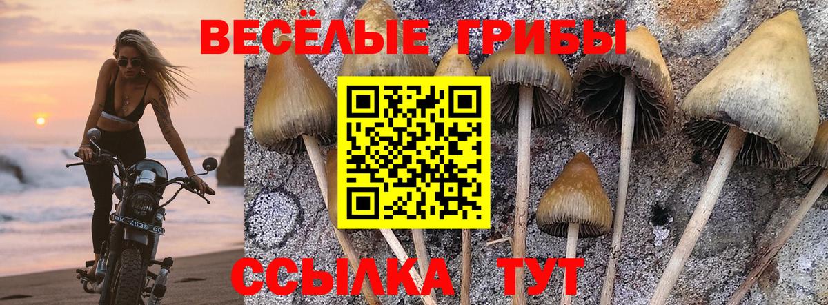 Галлюциногенные грибы Psilocybine cubensis Краснодар